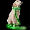 China Custom Popular Large LED Dog Collar , Flashing Long Dog Leash For Pet Walk factory