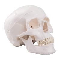 China Life Size Adult Human Skull Anatomical Head Skeleton Model With Removable Teeth factory