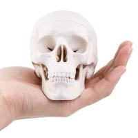 China Medical Training 10cm Mini Human Skeleton Model , Plastic Skull Model factory