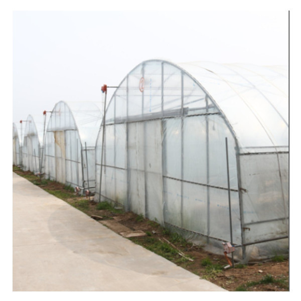 Quality Agricultural Galvanized Tunnel Greenhouse Plastic Tomato Greenhouse With Bolt Connection for sale