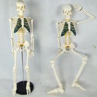 China Teaching Human Body Skeleton Model Demonstrates Green Sternum With Lumbar Disc Herniation factory