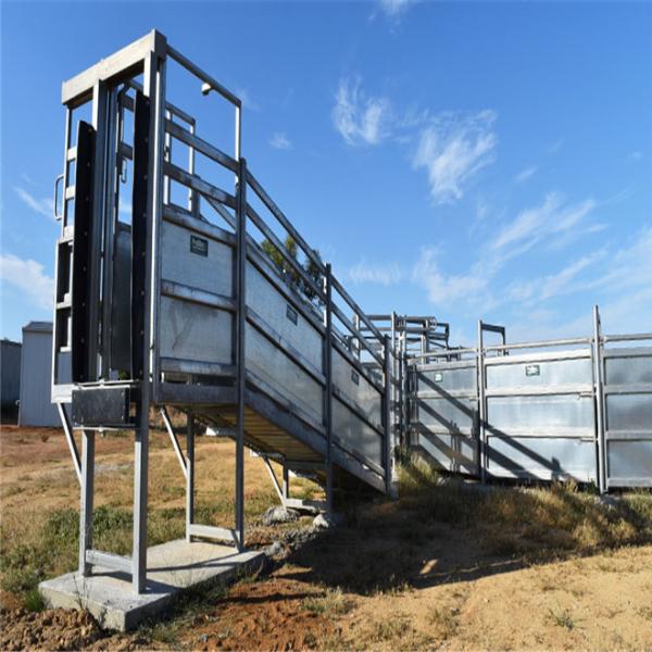 Quality Adjustable Cattle Loading Ramp 50mm X 50mm X 2.00mm Frame 1.5m Overall Height for sale