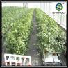 China High Elasticity Polyethylene Film Greenhouse For Vegetables And Plants factory
