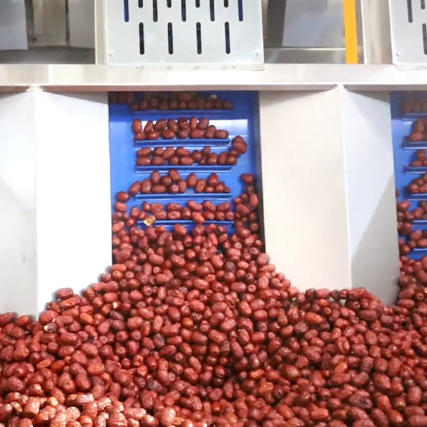 Quality Smart Machines Sort All Kinds Of Dates 12 Lanes Dates Sorting Machine for sale