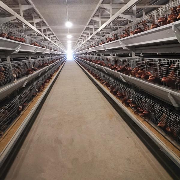 Quality 380/220V Layer Farming Cage , Q235 Chicken Laying Eggs Cage for sale