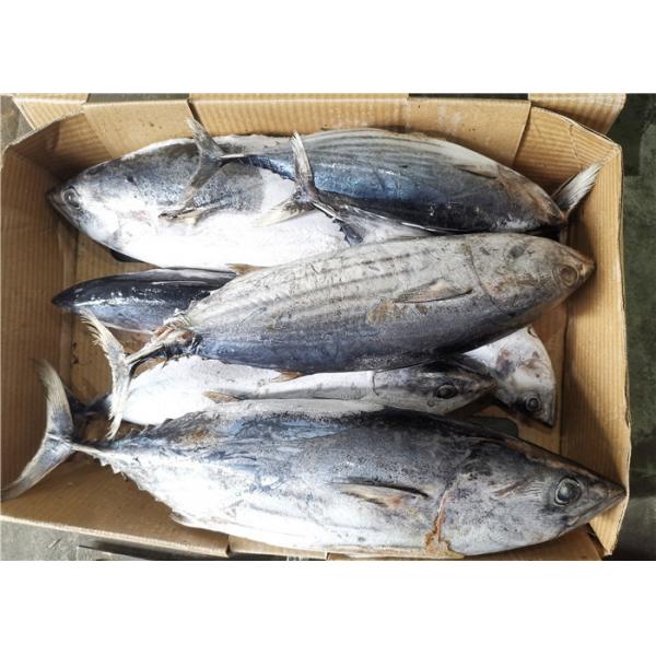 Quality Whole Round Frozen Skipjack Tuna for sale