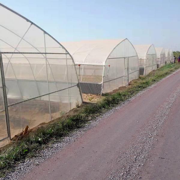 Quality Plastic Film Steel Frame Greenhouse With 90% Light Transmittance for sale