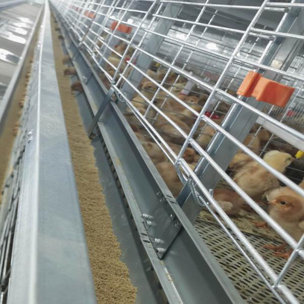 Quality 60-144 Broiler Poultry Equipment , ISO9001 Wire Bird Breeding Cages for sale