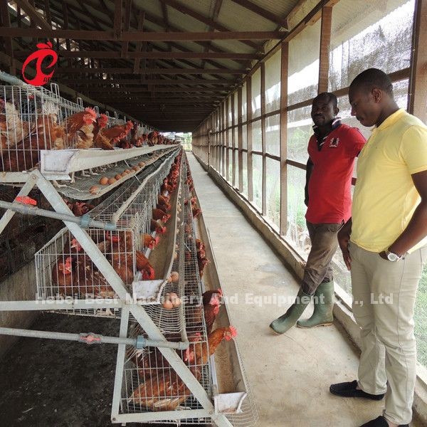 Quality Most Economical Chicken Layer Battery Cage Poultry Farming For 5000/10000/20000 Birds Star for sale