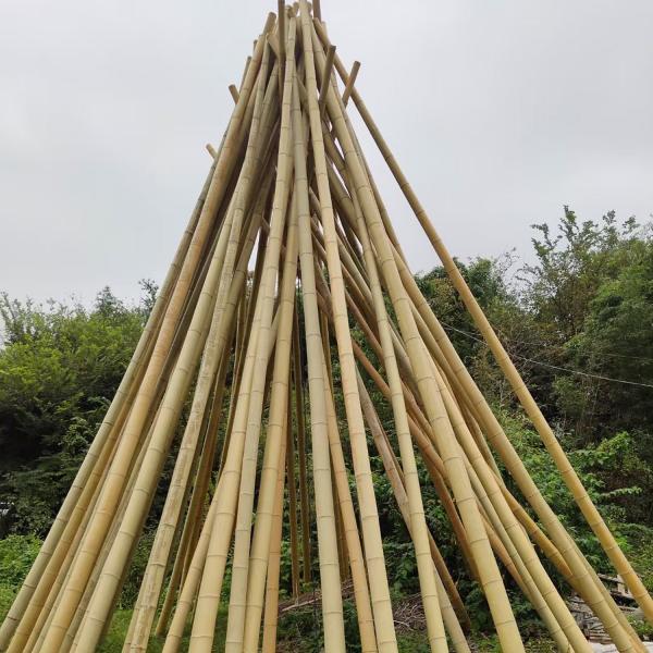 Quality Raw Bamboo Pole 100% Natural for Gardening Construction and Decoration Top for sale
