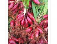 China Eleutherine plicata bulb Red garlic roots xiao hong suan for herb factory