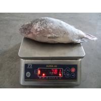 China frozen fish black tilapia wholesale price, seafood tilapia fish companies factory