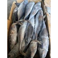 China Canned New Landing Delicious 100g 300g A＋ Grade Frozen Bonito Fish factory