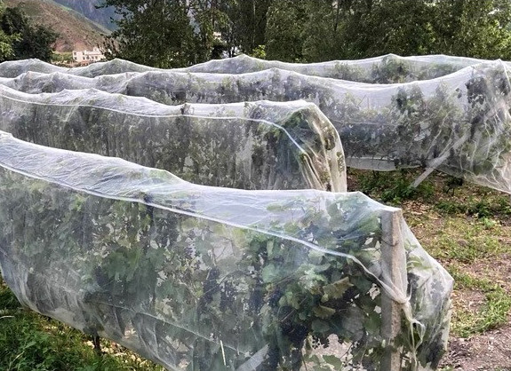 Quality UV Protection Agriculture Insect Net Orchard Insect Mesh High Density Greenhouse for sale