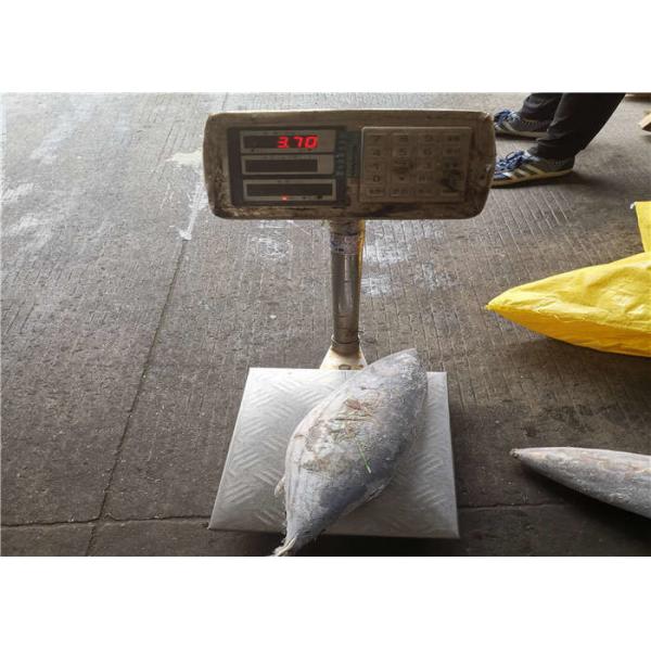 Quality 2.7kg 2.9kg Healthy Frozen Skipjack Tuna For Restaurant for sale