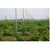 China 60G Zinc Coated Steel Trellis System , Apple Tree Support Stake 2.4 Meter Height factory