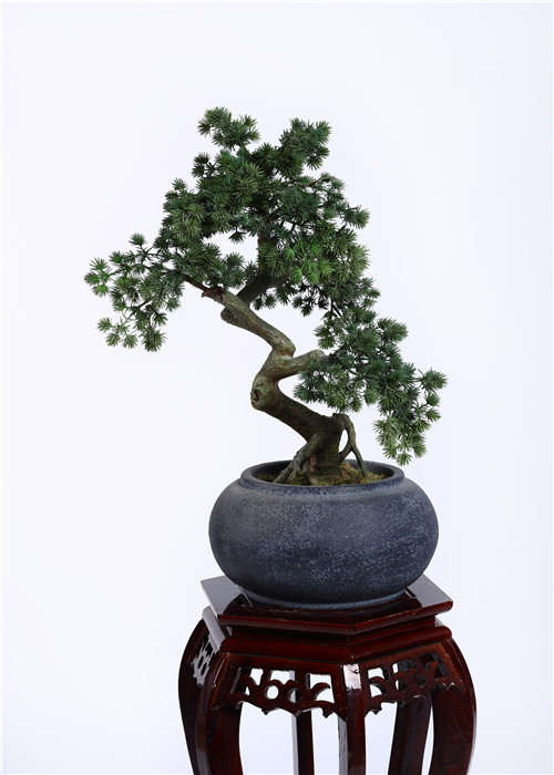 China Waterproof Bonsai Pine Tree Strong UV Resistance Podocarpus Macrophyllus factory