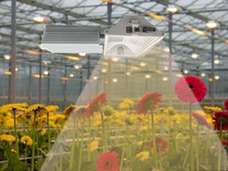 China Intense Light DE Grow Light 1000W 0.98 Power Factor  Low Frequency For Orchids factory