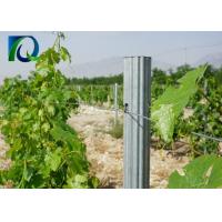 China Agricultural Outdoor Tomato Trellis System , Steel Garden Post 1.8MM X 2.5M factory