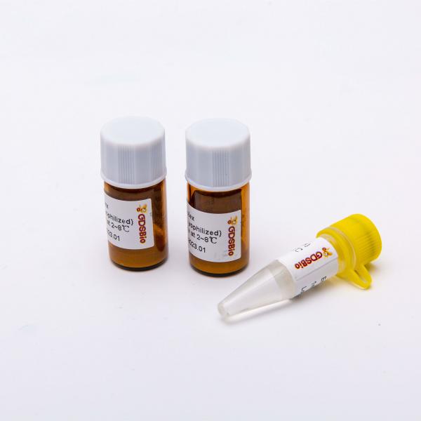 Quality Lyophilized One Step RT PCR Master Mix DSPath 4X for sale