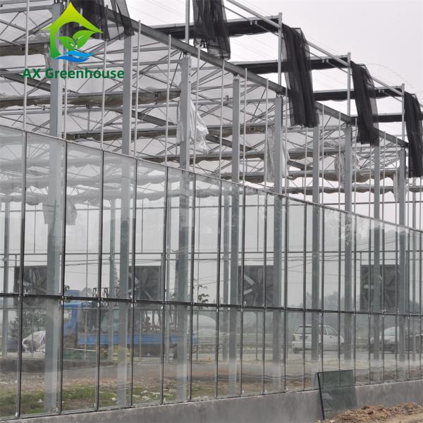 Quality Waterproof Multispan Agricultural Glass Greenhouse Large Venlo Shading for sale