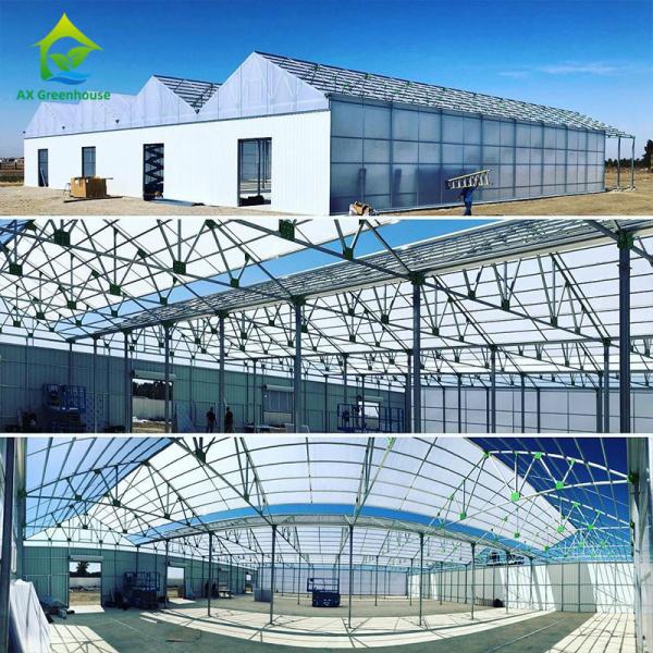Quality Multispan 28m-50m Length Light Deprivation Greenhouse With Blackout System for sale