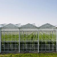 Quality Venlo Glass Greenhouse for sale
