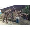 China Sunproof Fiberglass Dinosaur Skeleton For Large Entertainment Venue Decoration factory