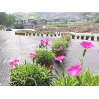 China Modern 120gsm Weed Blocking Ground Cover Fabric UV Treated PP Ground Cover factory
