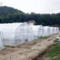 China 10x50m Polytunnel Berry Poly High Tunnel Greenhouse Film Tunnel Greenhouse Kit factory