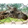 China Durable Stainless Steel Zoo Mesh , animals cage Wire ropeMesh For Giraffe fencing factory