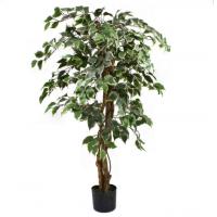 China 175cm Natural Trunk Artificial Variegated Ficus Tree factory