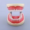 China Waxless Medical Simulation Pvc Anatomical Human Tooth Model factory
