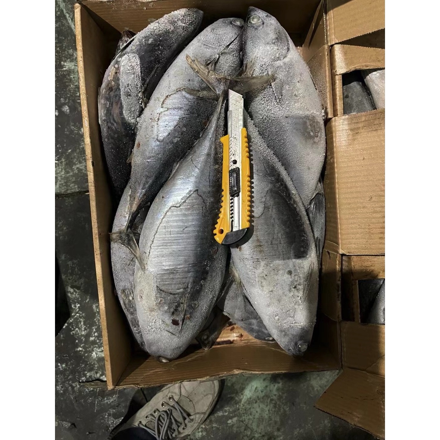 China New Stock Tuna Whole Round 500g Sea Frozen Bonito Fish factory