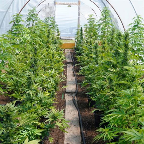 Quality Medical Plants Growing Commercial Light Deprivation Greenhouse Double Layer for sale