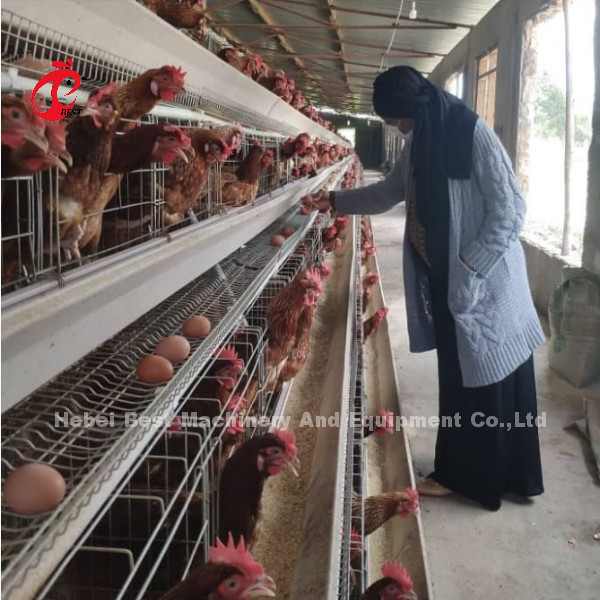 Quality Layer Poultry Farm Equipment 4 Tier Chicken Cage 2.40m* 2.60m* 2.0m  Rose for sale