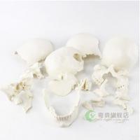 china Plastic Didactic Human Skull For Medical Students 22 Parts White Pcolor