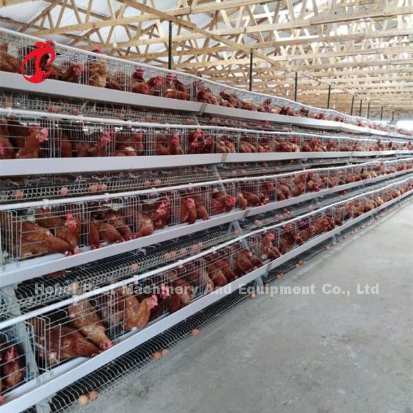 Quality Toughness House Design Laying Chicken Battery Cage System With Cage Mesh Iris for sale