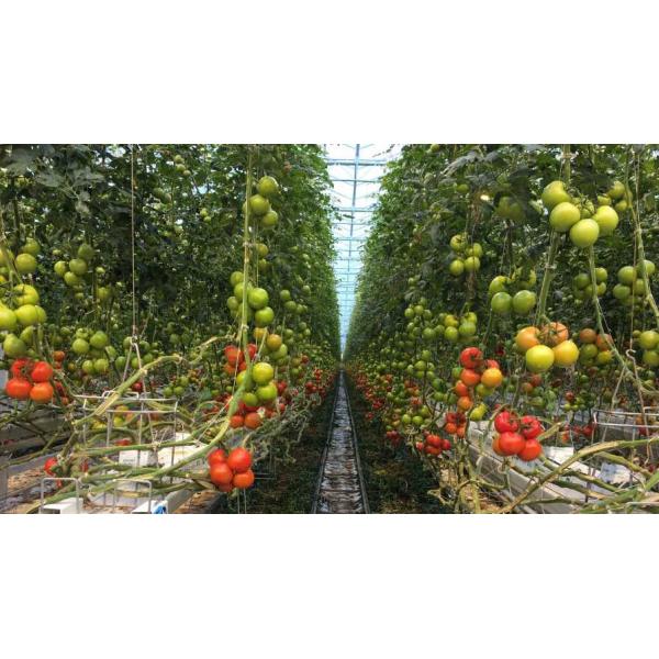 Quality High Wire Tomato Waterproof Greenhouse Lights Passive Cooling for sale