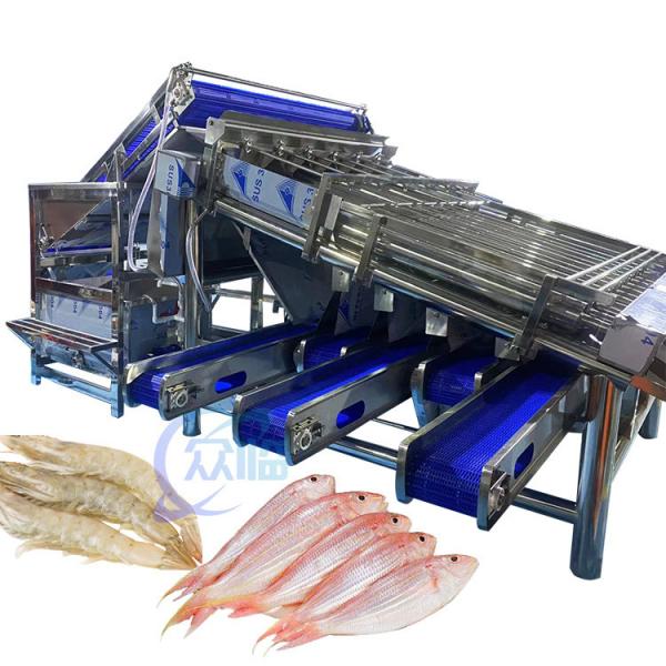 Quality Automatic Shrimp Grading Machine 4.9KW Stable For Vannamei Sorting for sale