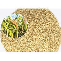 China Mini Size Bird Food For Small Birds , White Millet Seed Premium Quality factory