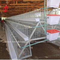 Quality 96 Birds And 120 Birds Chicken Battery Cage For Sale Star for sale