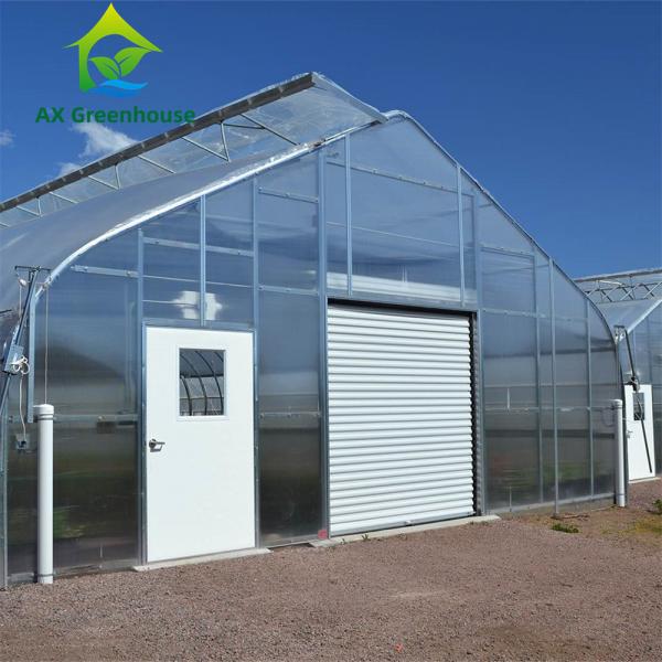 Quality Peach Type Roof Single Span Greenhouse for sale