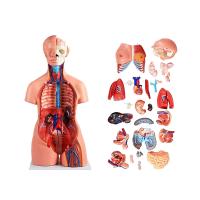 china 85cm Medical Anatomy Unisex Human Torso Model With 40 Parts For Medical Education