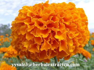 China Marigold P.E ,  Lutein  10% 20% 80%  natural colorant , antioxidant, Chinese exporter, CAS NO.: 127-40-2, eyes protect factory