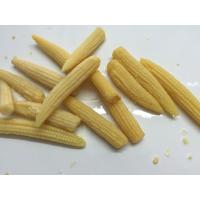 China Whole Canned Young Corn , Baby Corn In Brine Tender And Flavorful Tasty for sale