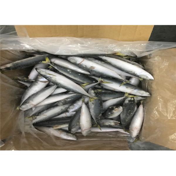 Quality Below 18 Degree Delicious BQF 60g Fresh Frozen Mackerel for sale