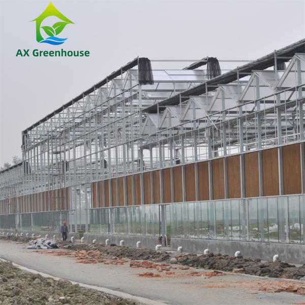 Quality Waterproof Multispan Agricultural Glass Greenhouse Large Venlo Shading for sale