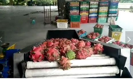China Avocado Orange Fruit Washing Waxing Drying And Grading Sorting Machine factory