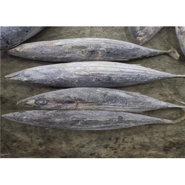Quality 1.8kg Seafrozen Katsuwonus Pelamis Skipjack Tuna Fish for sale